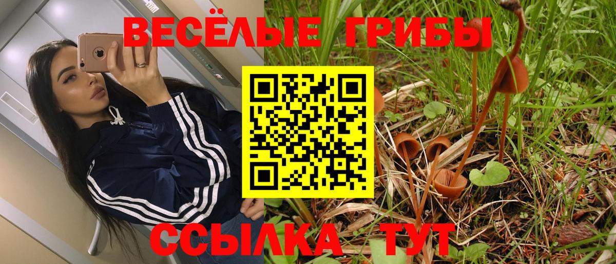Балашов  Галлюциногенные грибы Psilocybe  Вход с VPN  Псилоцибиновые грибы Psilocybe 